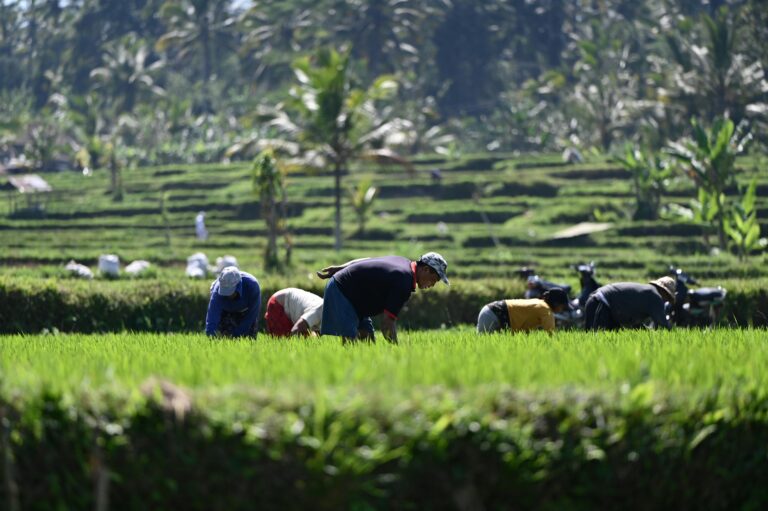 Diverse group of farmers working in vibrant rice terraces of Bali, Indonesia under sunny skies.