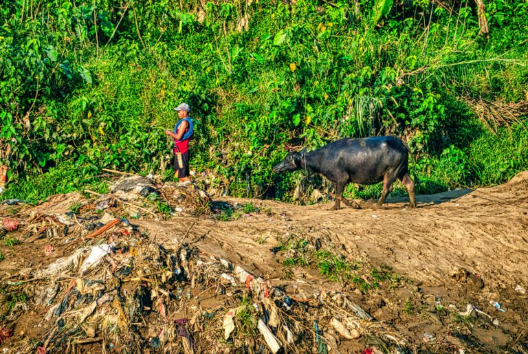 A farmer and a carabao walk along a dirt path in the lush rural landscape of West Java, Indonesia.