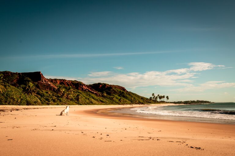 A serene beach in Brazil with a lone dog, surrounded by cliffs and palm trees under a clear blue sky.