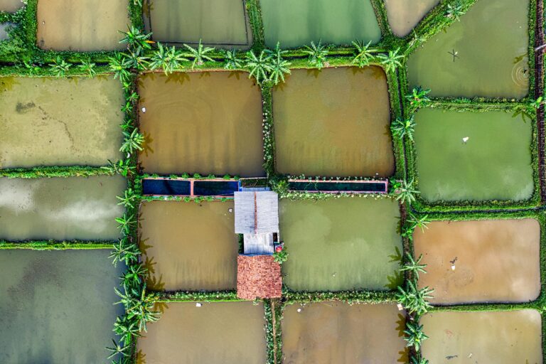 Top view of small building surrounded with various wet agricultural rice fields with green plants in suburb area on summer day